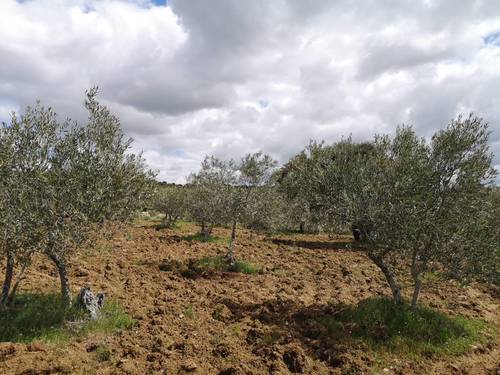 imagen 6 de Olivar en San Felices de los Gallegos