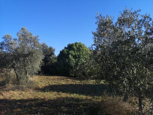 imagen 1 de Olivar en San Felices de los Gallegos