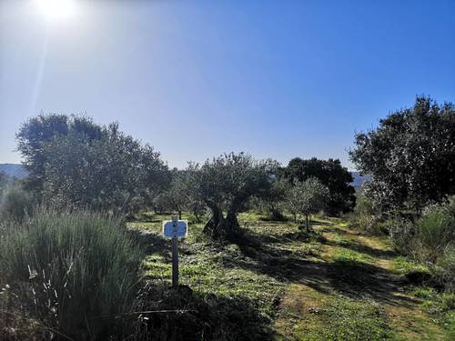 imagen 2 de Olivar en San Felices de los Gallegos