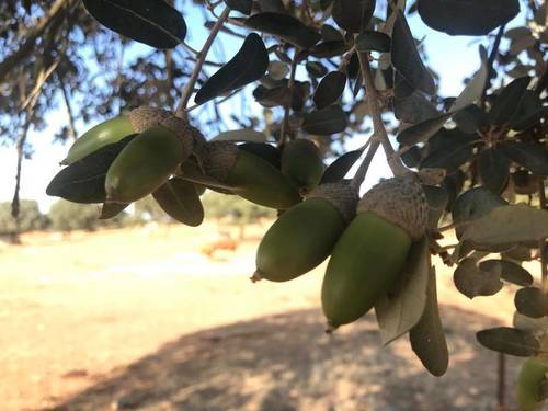 imagen 14 de FINCA GANADERA EN BADAJOZ