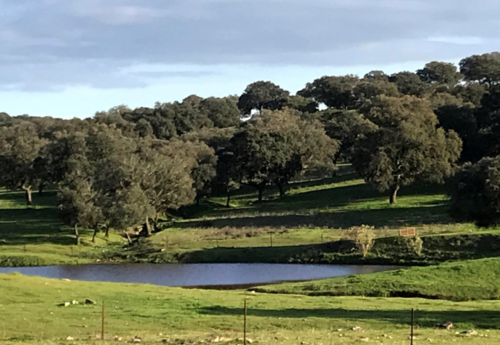 imagen 1 de FINCA GANADERA EN BADAJOZ