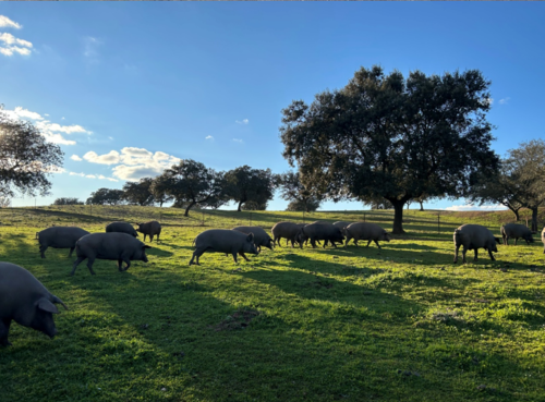 imagen 5 de FINCA GANADERA EN BADAJOZ