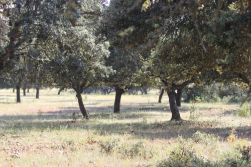 imagen 8 de FINCA GANADERA EN BADAJOZ