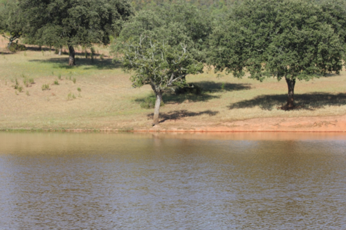 imagen 7 de FINCA GANADERA EN BADAJOZ