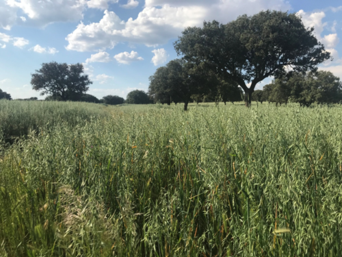 imagen 6 de FINCA GANADERA EN BADAJOZ