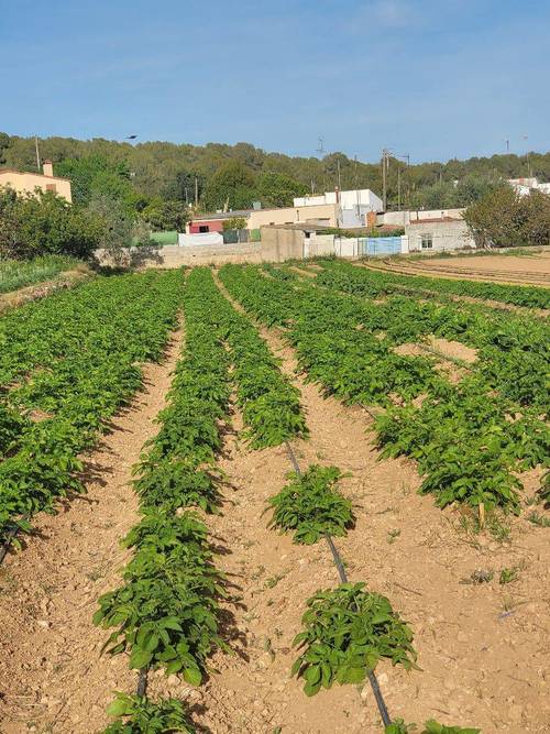 imagen 1 de FINCA AGRÍCOLA VILANOVA I LA GELTRÚ