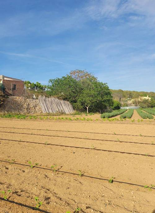 imagen 17 de FINCA AGRÍCOLA VILANOVA I LA GELTRÚ