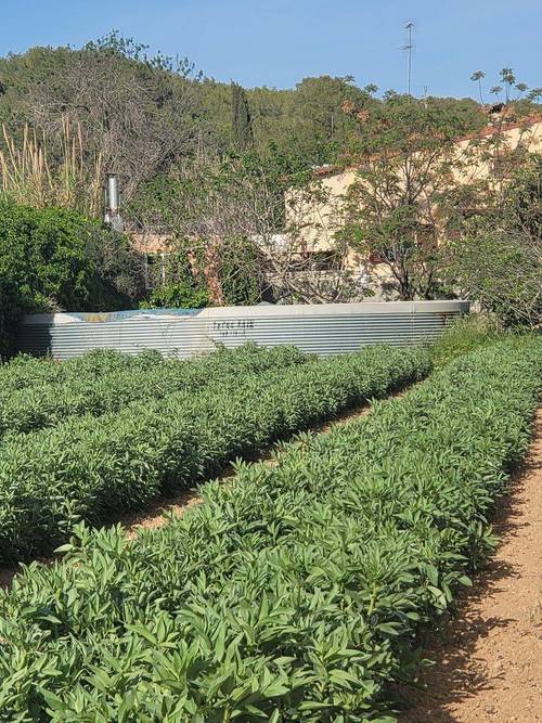 imagen 2 de FINCA AGRÍCOLA VILANOVA I LA GELTRÚ