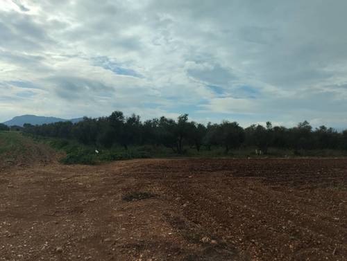 imagen 5 de finca agrícola con fabrica de aceite de oliva