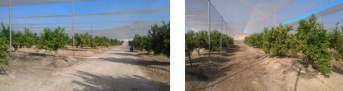 imagen 4 de SE VENDE FINCA EN ORIHUELA, ALICANTE