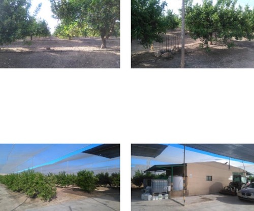 imagen 5 de SE VENDE FINCA EN ORIHUELA, ALICANTE