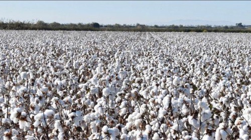 imagen 1 de Finca rural de regadío en campiña Sevilla