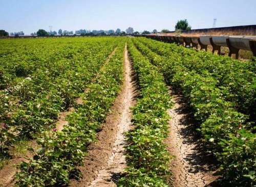 imagen 1 de Finca rural de regadío en campiña Sevilla