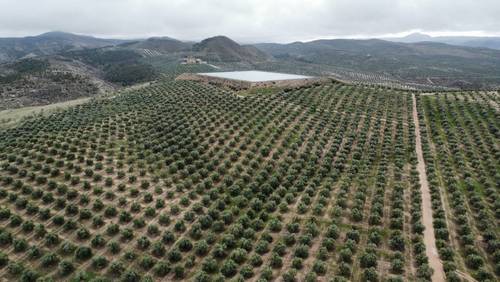 imagen 5 de Finca Olivar Ecológico y Almazara