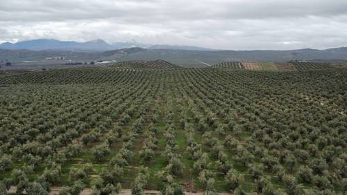 imagen 1 de Finca Olivar Ecológico y Almazara