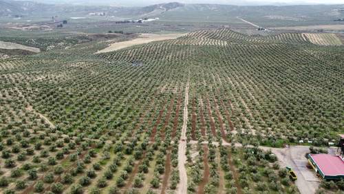 imagen 3 de Finca Olivar Ecológico y Almazara