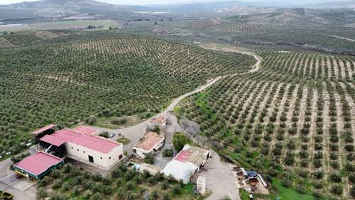 imagen 4 de Finca Olivar Ecológico y Almazara