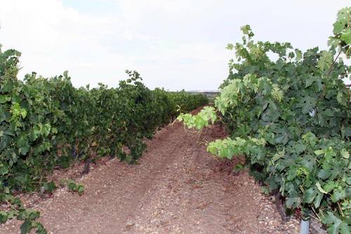 imagen 8 de Vendo bodega con viñedos en la  D.O. Ribera de Duero