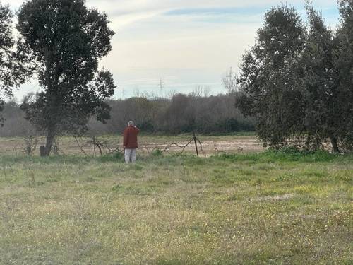 imagen 12 de FINCA DE REGADIO EN TALAVERA DE LA REINA