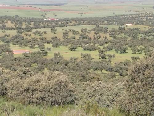 imagen 9 de Explotación ganadera y cinegética en Córdoba