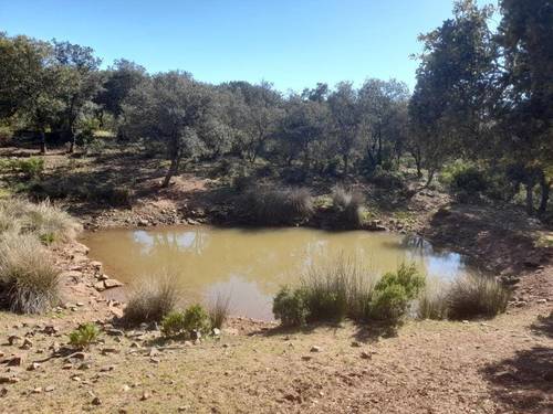 imagen 7 de Finca Chuscarra Coto de caza