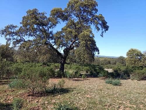 imagen 11 de Finca Chuscarra Coto de caza