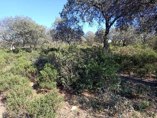imagen 13 de Finca Chuscarra Coto de caza