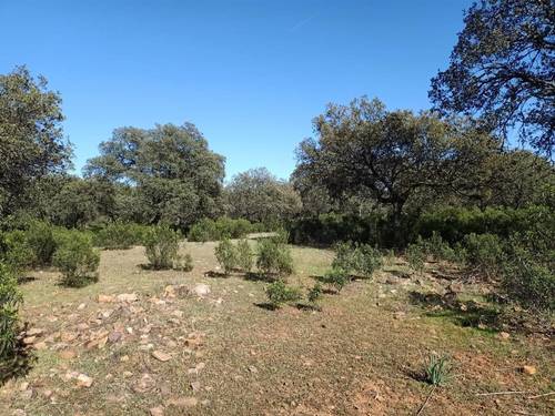 imagen 16 de Finca Chuscarra Coto de caza