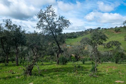 imagen 5 de Finca de 50 hectáreas con 20.000 alcornoques en Rosal de la Frontera (Huelva)