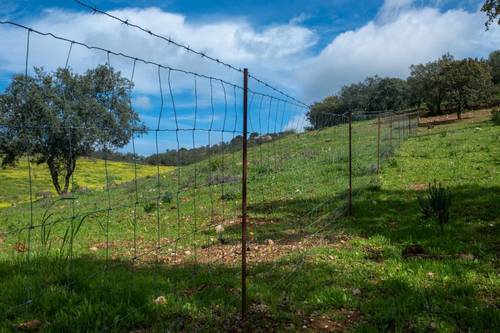 imagen 4 de Finca de 50 hectáreas con 20.000 alcornoques en Rosal de la Frontera (Huelva)