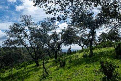imagen 9 de Finca de 50 hectáreas con 20.000 alcornoques en Rosal de la Frontera (Huelva)