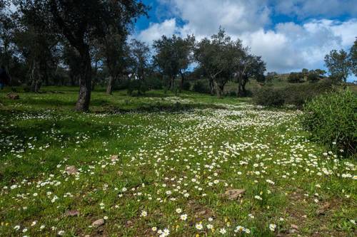 imagen 8 de Finca de 50 hectáreas con 20.000 alcornoques en Rosal de la Frontera (Huelva)