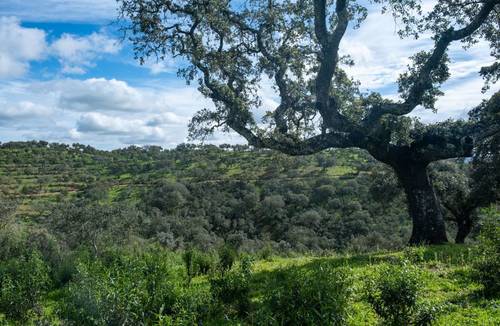 imagen 10 de Finca de 50 hectáreas con 20.000 alcornoques en Rosal de la Frontera (Huelva)