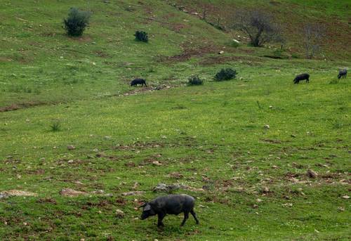 imagen 14 de Finca de 50 hectáreas con 20.000 alcornoques en Rosal de la Frontera (Huelva)
