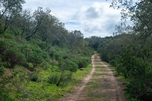 imagen 3 de Finca de 50 hectáreas con 20.000 alcornoques en Rosal de la Frontera (Huelva)