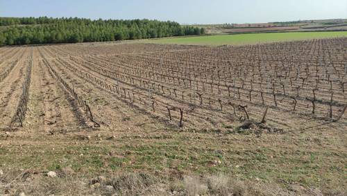 imagen 8 de FINCA RUSTICA