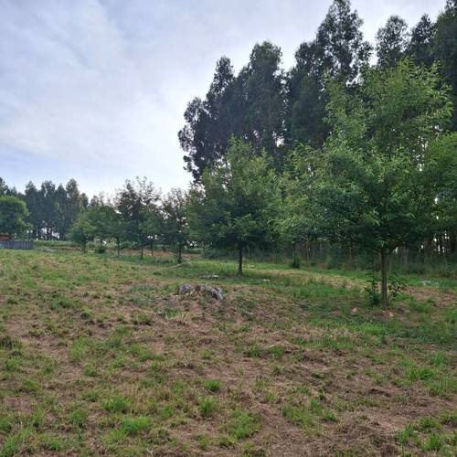 imagen 7 de Aporto finca a proyecto de Ocio o Agricultura Innovadora