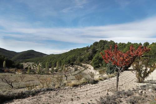 imagen 1 de FINCA PENICHET