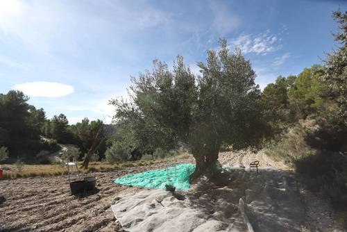 imagen 7 de FINCA PENICHET
