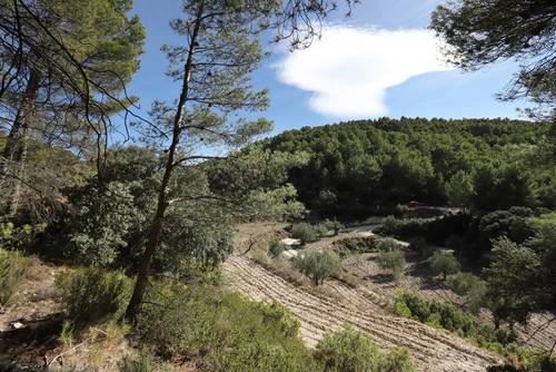 imagen 6 de FINCA PENICHET