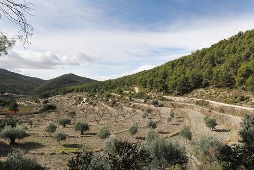 imagen 9 de FINCA PENICHET