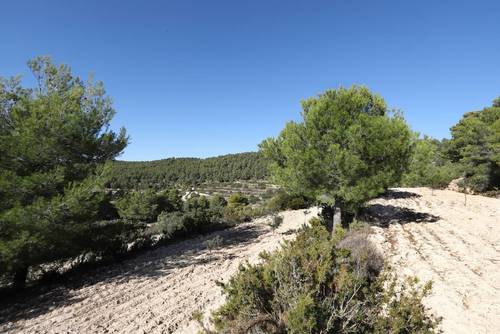 imagen 14 de FINCA PENICHET