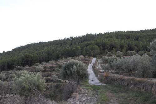 imagen 23 de FINCA PENICHET