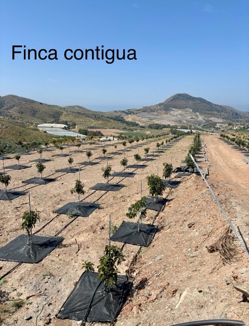 imagen 3 de FINCA REGADÍO -LA GORGORACHA-