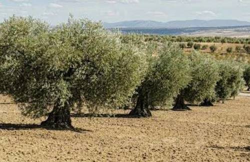 imagen 2 de Olivar La Colada , Navalvillar de Pela, Badajoz