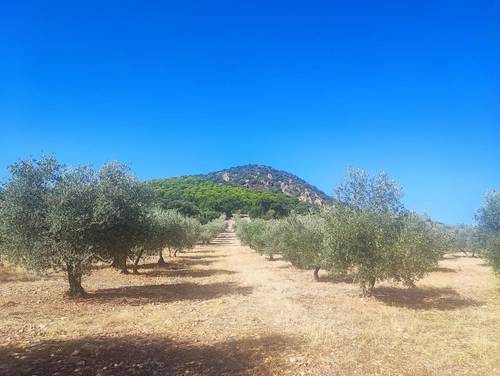 imagen 1 de Olivar La Colada , Navalvillar de Pela, Badajoz