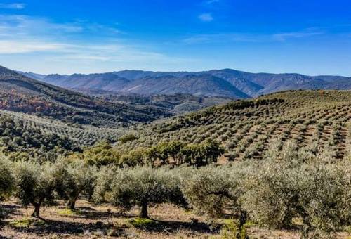 imagen 3 de Olivar La Colada , Navalvillar de Pela, Badajoz