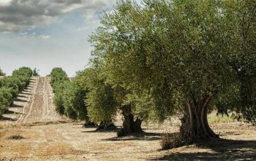 imagen 4 de Olivar La Colada , Navalvillar de Pela, Badajoz