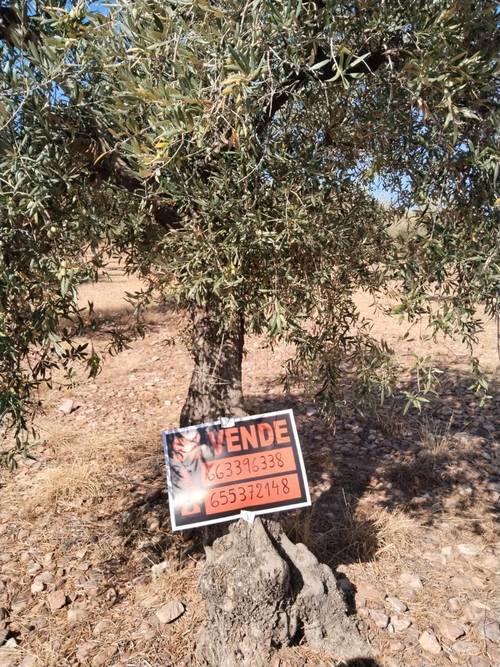 imagen 1 de Olivar Cerca Enrique en Navalvillar de Pela Badajoz