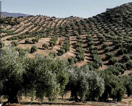 imagen 5 de Olivar Cerca Enrique en Navalvillar de Pela Badajoz